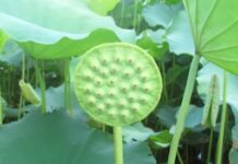 Ý Nghĩa Tích Cực Trong Tư Tưởng Trung Đạo Của Phật Giáo Qua Kinh A-hàm