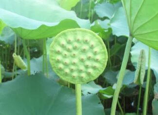 Ý Nghĩa Tích Cực Trong Tư Tưởng Trung Đạo Của Phật Giáo Qua Kinh A-hàm