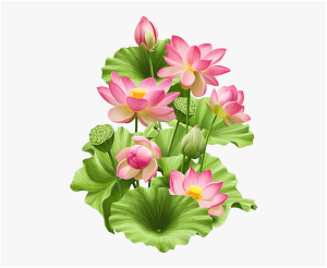 hoa sen
