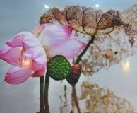 Từ Con Cò Trắng (udakabaka) Đến Sanh Diệt (udayabbaya) Trong Tỳ-nại-da