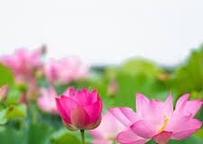 Con Đường Đưa Đến Sự Xinh Đẹp