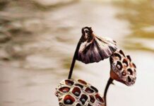 Tu Pháp Gì Khi Biết Mình Sắp Mất