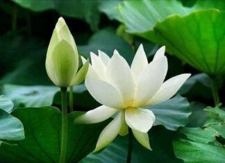 Trụ Xứ