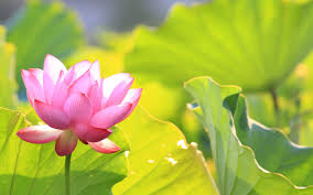 Thấy Pháp tức thấy Như Lai