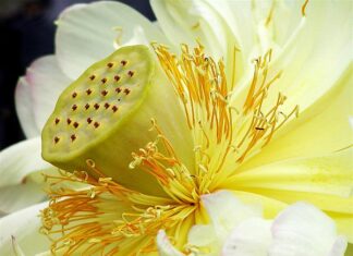 Từ Ánh Bồ Đề
