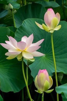 lotus flower (8) lotus flower (8)
