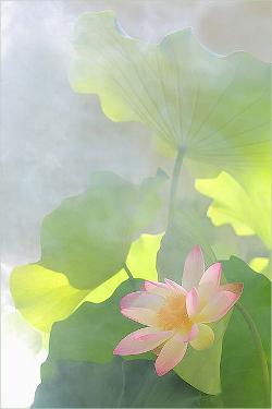 lotus flower (9)