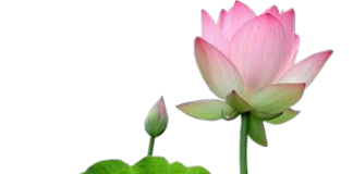 Tinh thần cởi mở khoan dung của Đạo Phật