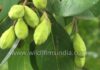 Từ Quả Ha-lê-lặc Trong Phật Điển Đến Cây Chiêu Liêu Ở Việt Nam