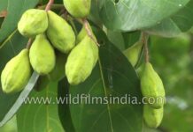 Từ Quả Ha-lê-lặc Trong Phật Điển Đến Cây Chiêu Liêu Ở Việt Nam