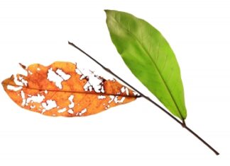 Tái sinh và đầu thai