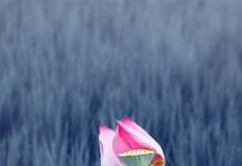 Vô Thường | Lê Huy Trứ