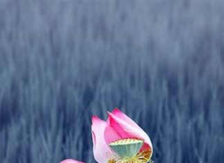 Vô Thường | Lê Huy Trứ