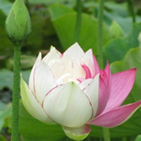 Đạo phật – con đường thực hành cụ thể mang lại lợi ích thiết thực.