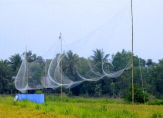 Chuyện đàn chim sa bẫy do bất hòa