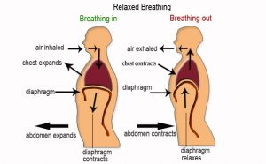 breathing-diaphragm-300x186 breathing-diaphragm-300x186