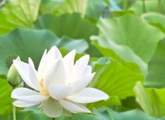 Hóa Giải Khổ Đau