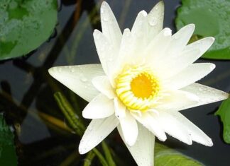 Hoa Sen Trong Bùn