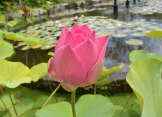 Hành Trình Vào Đạo Phật