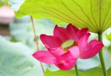 Họa phước trong đời sống