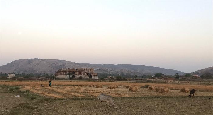canh dong india