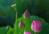 Nếu Vô Ngã Được Thì Xử Sự Vô Tâm
