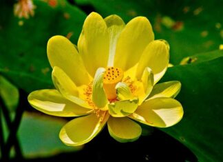 Muốn ít và biết đủ để sống an yên