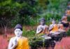 Nắm lá nhiệm mầu