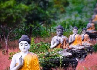 Nắm lá nhiệm mầu