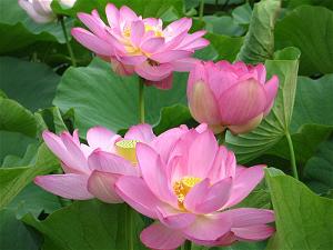 hoa sen 0127 hoa sen 0127