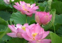 Ở đời vui đạo hãy tùy duyên