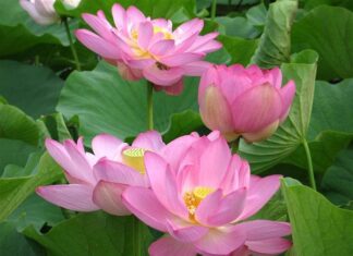 Ở đời vui đạo hãy tùy duyên