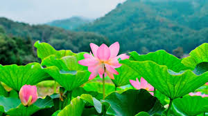 Người tu hành như tấm vải trắng, một vết nhơ không xóa sẽ hủy cả đời