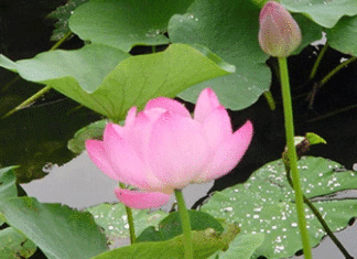 Ở đâu có ta là ở đó có đau khổ