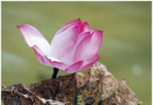 Niệm Tưởng Về Sự Chết
