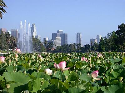 lotus at echo park lake los angeles lotus at echo park lake los angeles