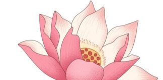Như Huyễn Là Sức Mạnh Thể Nhập Pháp Giới Của Bồ Tát
