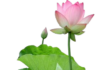 Như Huyễn trong Kinh Kim Cương