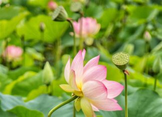 Chánh tâm trực kiến đạo