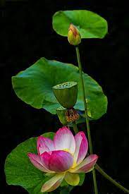 hoa sen 123 hoa sen 123