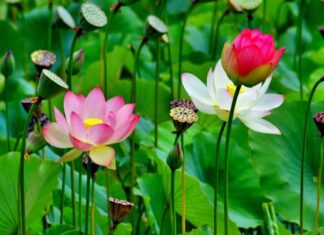 Đề mục niệm rải tâm từ