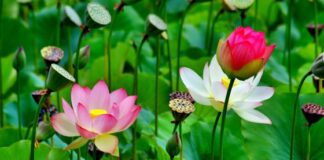 Chiều hướng tâm linh: con đường của sự chuyển hóa khổ đau thành chất liệu hạnh phúc