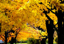 Four Seasons Of Falling Leaves (Song ngữ Vietnamese-English)