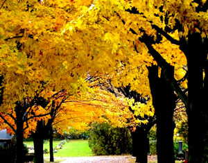 Four Seasons Of Falling Leaves (Song ngữ Vietnamese-English)