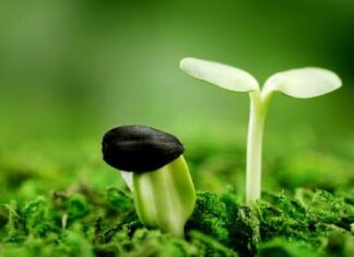 Examine The Proverb “Children Will Be Thirsty Because Their Father Eats Salty Food” From A Buddhist Perspective.(Song ngữ Vietnamese-English)